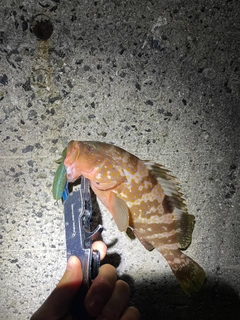 アコウの釣果