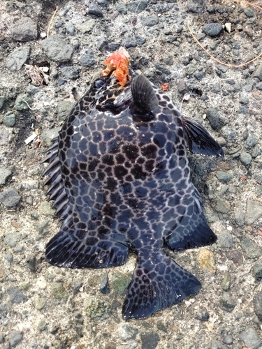 イシガキダイの釣果