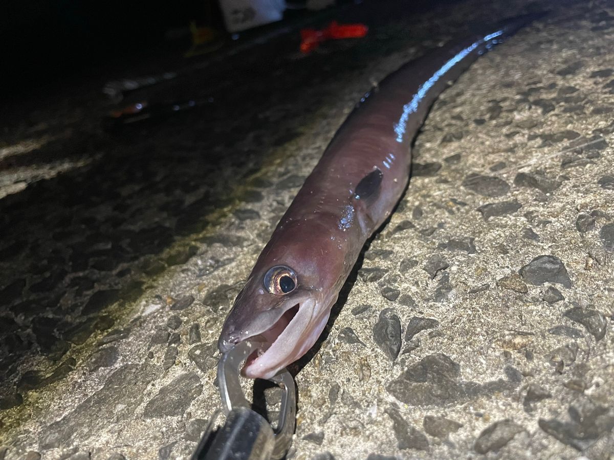 前ちゃん釣行記さんの釣果 2枚目の画像