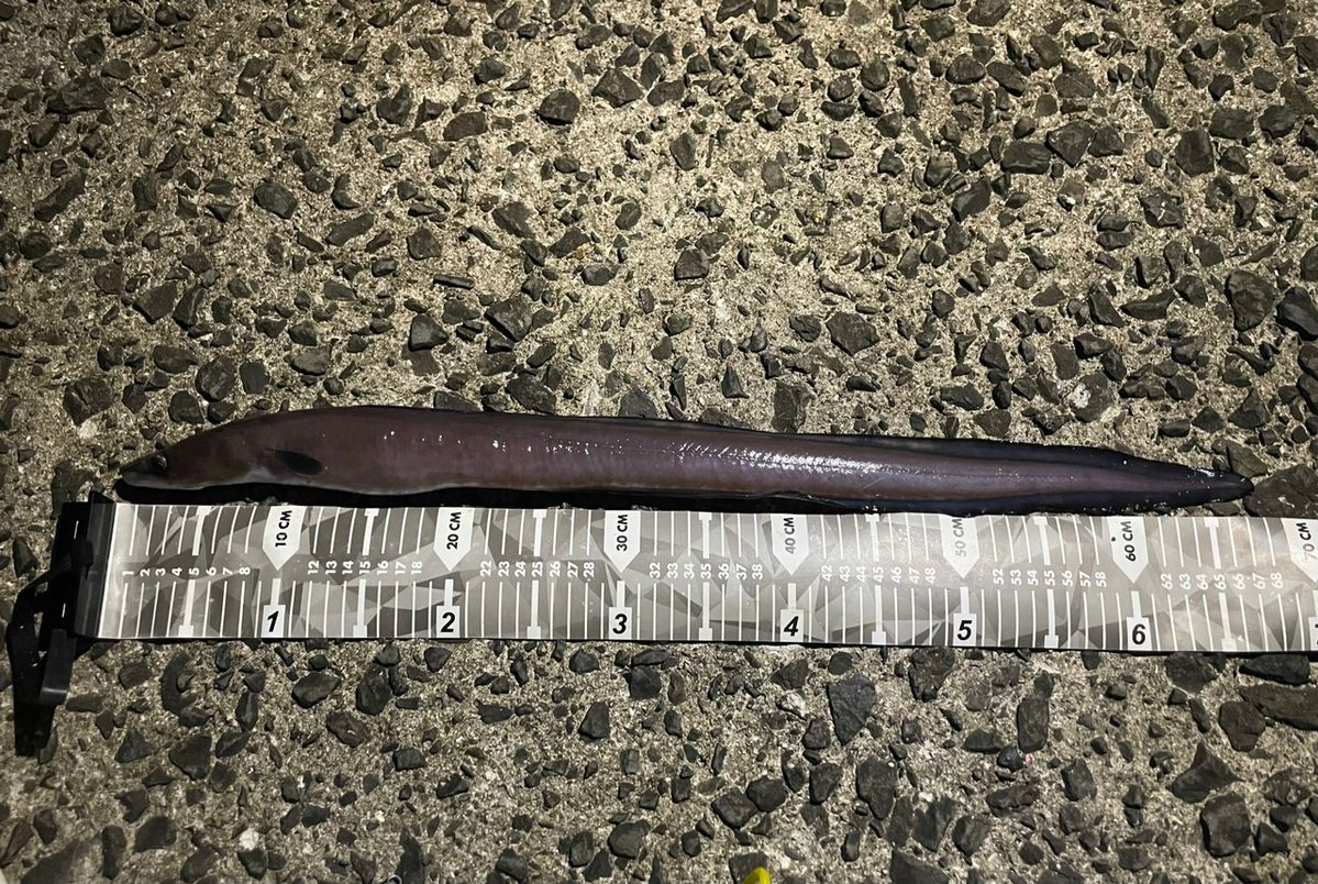 前ちゃん釣行記さんの釣果 3枚目の画像