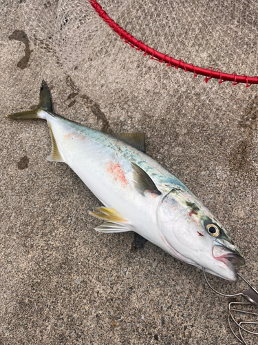 イナダの釣果