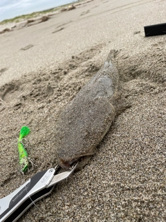 コチの釣果