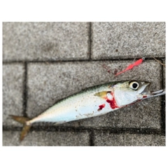 サバの釣果
