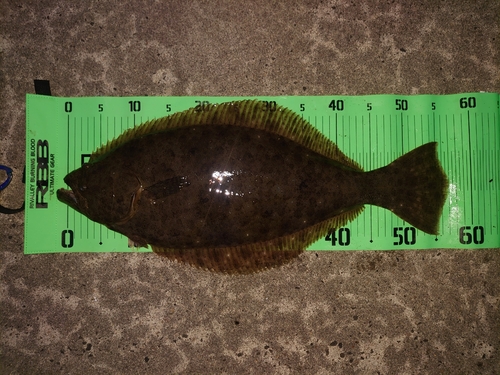 ヒラメの釣果