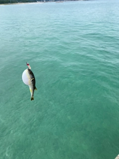 クサフグの釣果