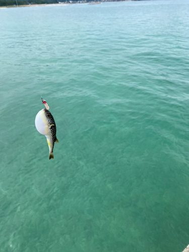 クサフグの釣果