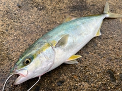 ツバイソの釣果