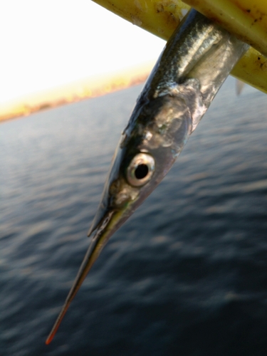 サヨリの釣果