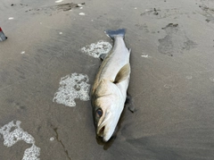 スズキの釣果