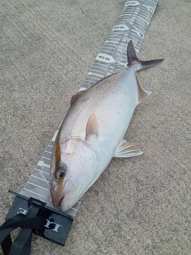 ショゴの釣果