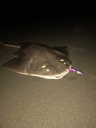 カスザメの釣果