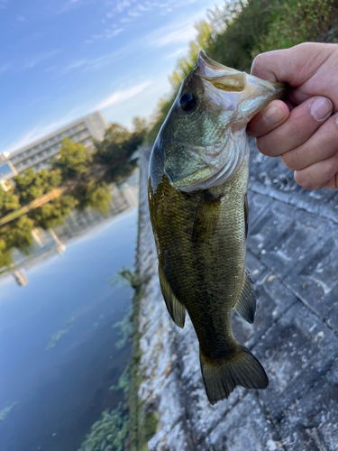 ラージマウスバスの釣果