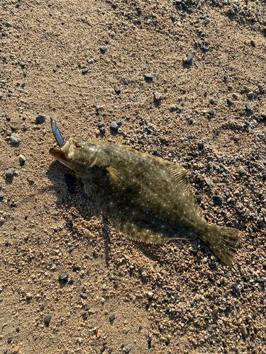 ヒラメの釣果