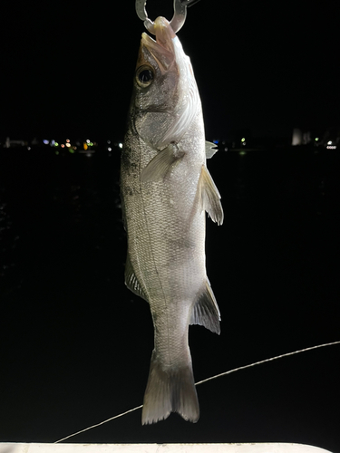 セイゴ（ヒラスズキ）の釣果