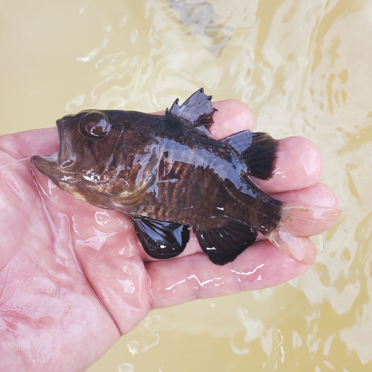 岡釣り🎣さんの釣果 2枚目の画像