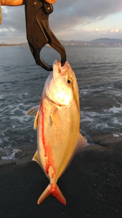 ショゴの釣果