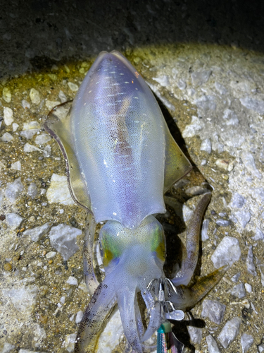 アオリイカの釣果