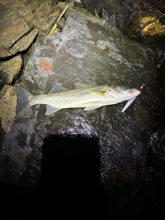 スズキの釣果