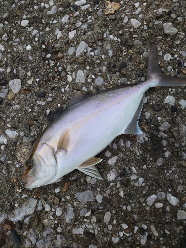 ネリゴの釣果