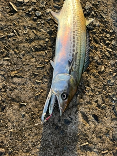 サゴシの釣果