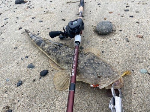 マゴチの釣果