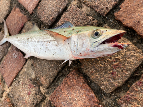 サゴシの釣果