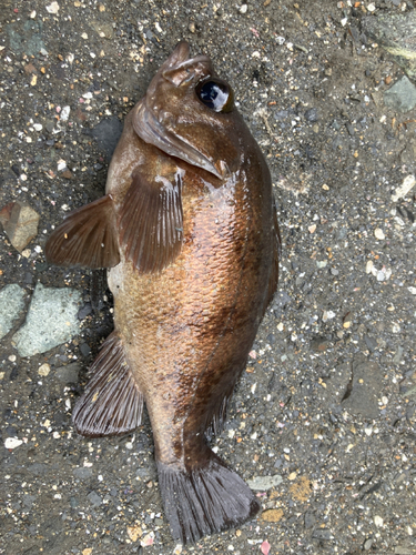 アカメバルの釣果