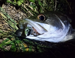 スズキの釣果