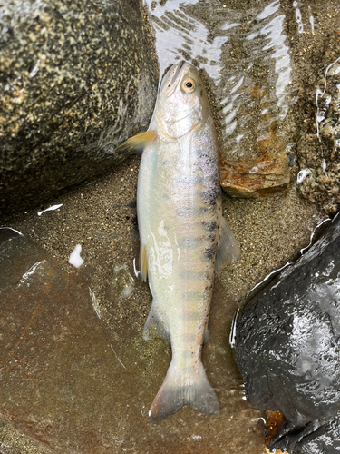 ヤマメの釣果