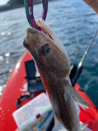 エソの釣果