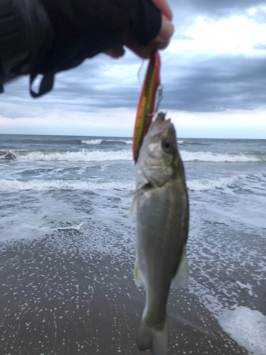 セイゴ（マルスズキ）の釣果