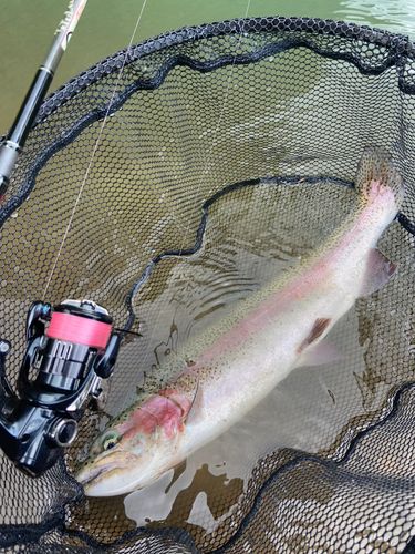 ニジマスの釣果