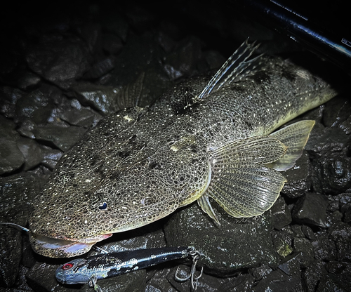 マゴチの釣果