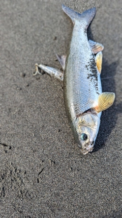 ウグイの釣果