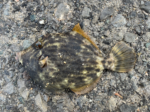 カワハギの釣果