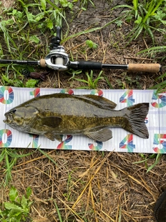 スモールマウスバスの釣果