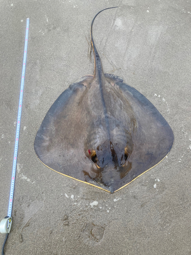 アカエイの釣果