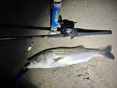 シタビラメの釣果