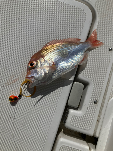 レンコダイの釣果