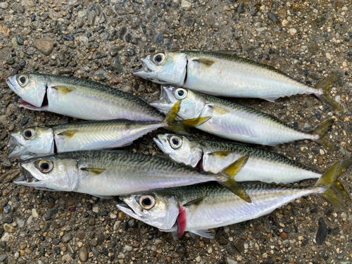 サバの釣果