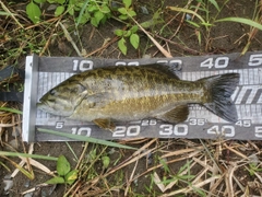 スモールマウスバスの釣果