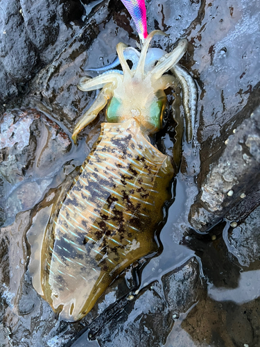 ヤリイカの釣果