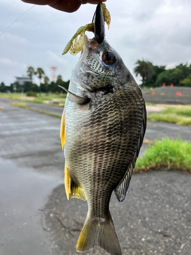 キビレの釣果