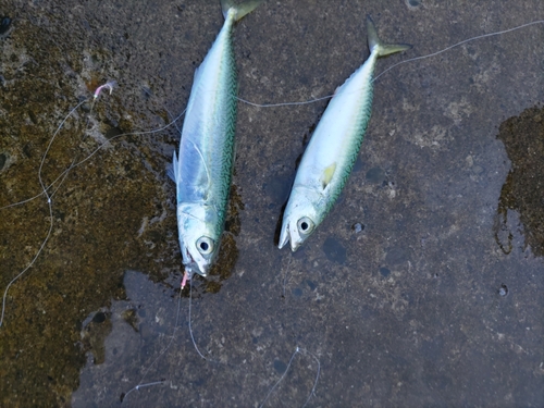 サバの釣果