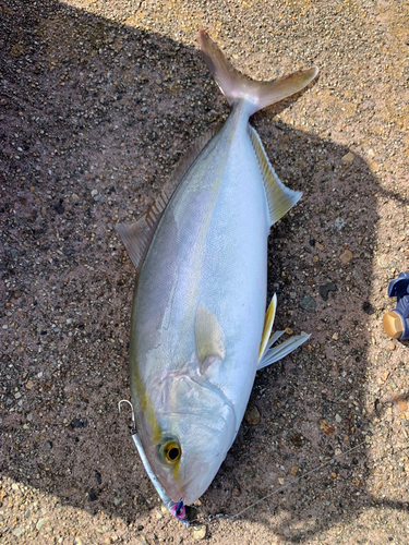 シオの釣果