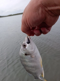 キビレの釣果