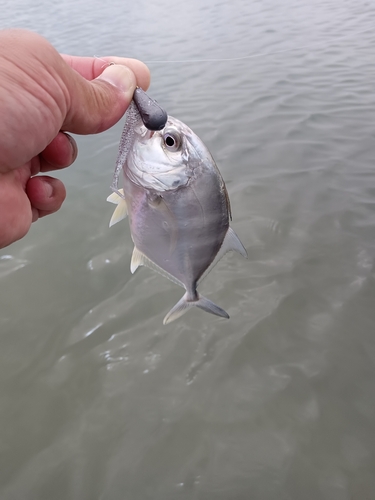 メッキの釣果