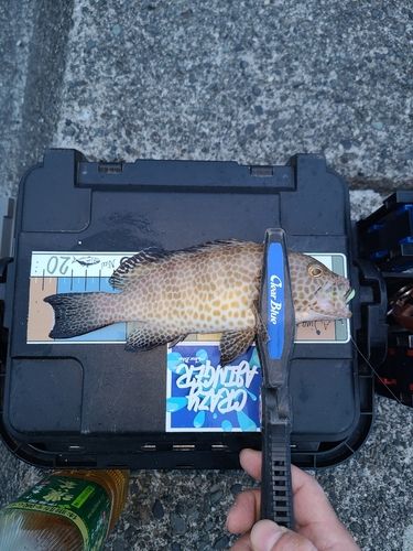 オオモンハタの釣果