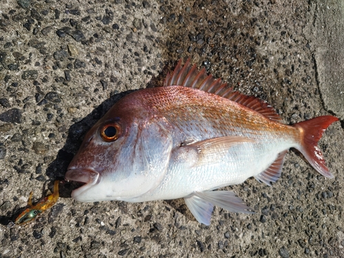 タイの釣果