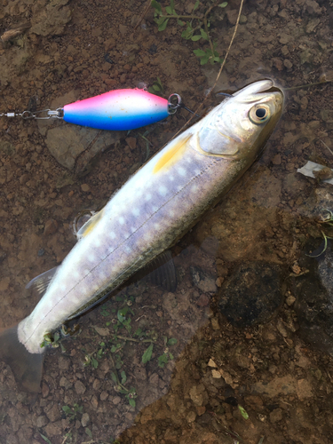 アメマスの釣果